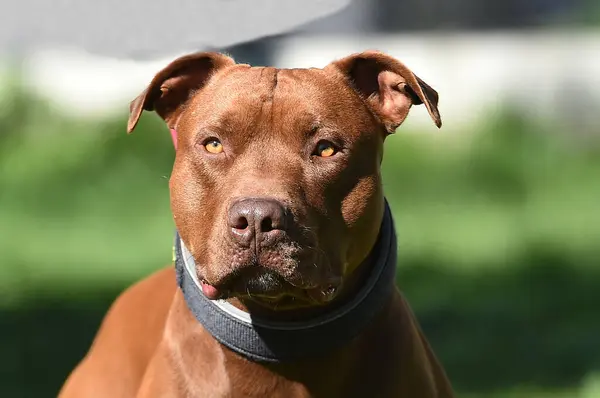 Parkta güçlü bir pitbull teriyeri.