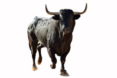 Büyük boynuzlu siyah boğa.