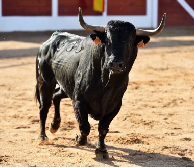 İspanya 'da geleneksel boğa güreşi gösterisinde boynuzlu siyah boğa