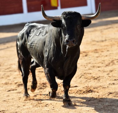 İspanya 'da geleneksel boğa güreşi gösterisinde boynuzlu siyah boğa