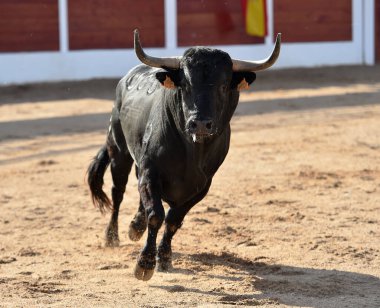 İspanya 'da geleneksel boğa güreşi gösterisinde boynuzlu siyah boğa