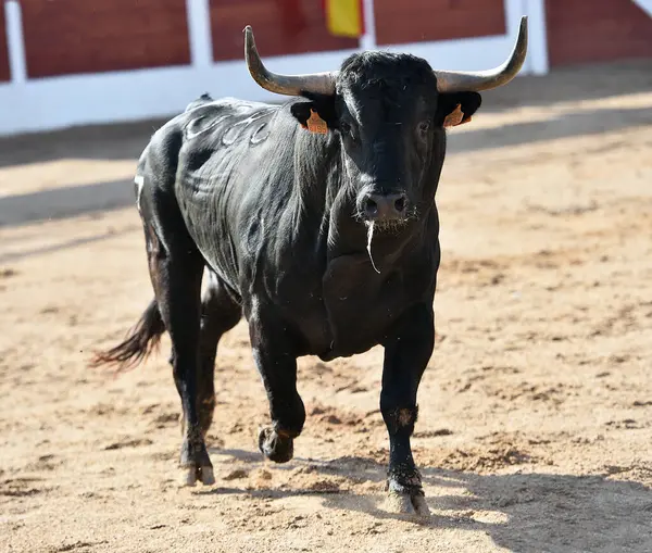 İspanya 'da geleneksel boğa güreşi gösterisinde boynuzlu siyah boğa