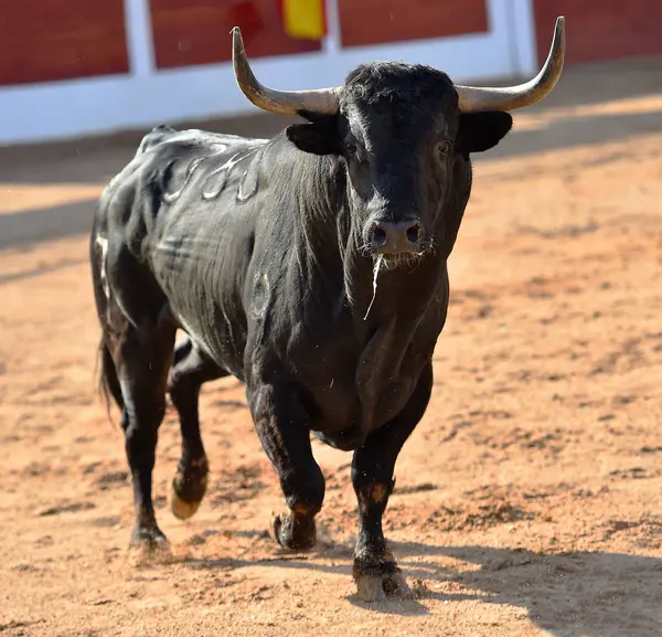 black bull with big horns in a traditional spectacle of bullfight in spain