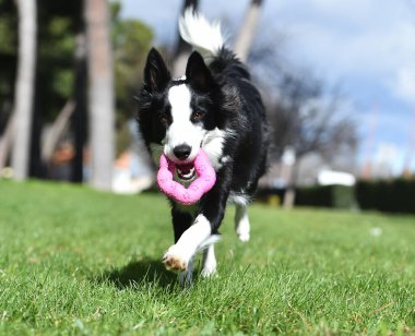 Parktaki güzel bir çoban köpeği.