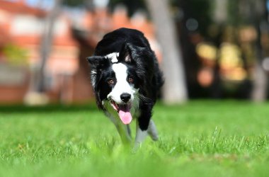 Parktaki güzel bir çoban köpeği.