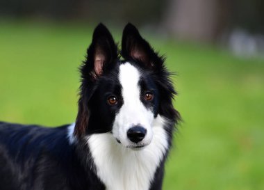 Parktaki güzel bir çoban köpeği.