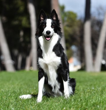 Parktaki güzel bir çoban köpeği.