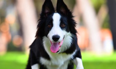 Parktaki güzel bir çoban köpeği.