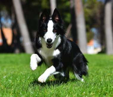 Parktaki güzel bir çoban köpeği.