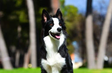 Parktaki güzel bir çoban köpeği.