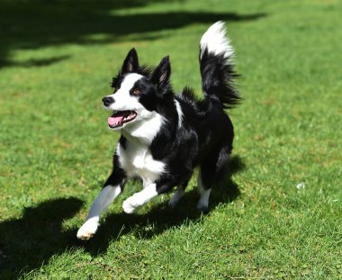 Parktaki güzel bir çoban köpeği.
