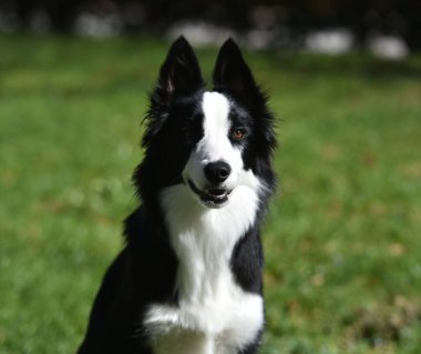 Parktaki güzel bir çoban köpeği.