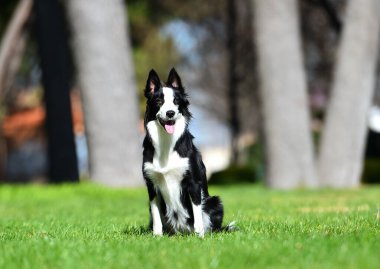 Parktaki güzel bir çoban köpeği.