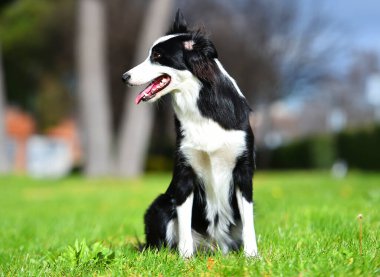 Parktaki güzel bir çoban köpeği.