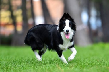 Parktaki güzel bir çoban köpeği.