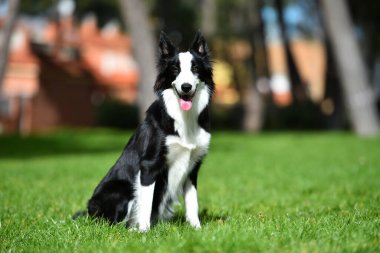 Border Collie köpeği baharda bahçede çimlerin üzerinde oturuyor.