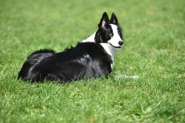 Border Collie köpeği baharda bahçede çimlerin üzerinde oturuyor.