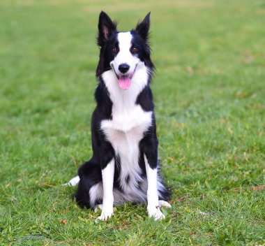 Border Collie köpeği baharda bahçede çimlerin üzerinde oturuyor.