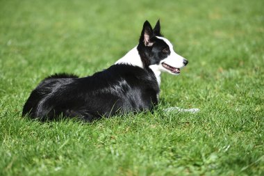 Border Collie köpeği baharda bahçede çimlerin üzerinde oturuyor.