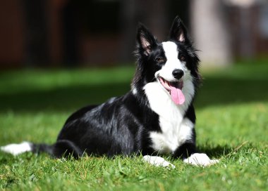 Border Collie köpeği baharda bahçede çimlerin üzerinde oturuyor.