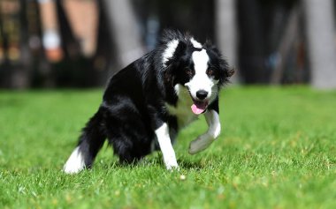 Border Collie köpeği baharda bahçede çimlerin üzerinde oturuyor.