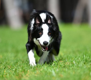 Border Collie köpeği baharda bahçede çimlerin üzerinde oturuyor.