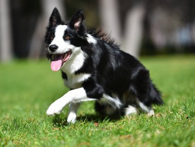 Border Collie köpeği baharda bahçede çimlerin üzerinde oturuyor.
