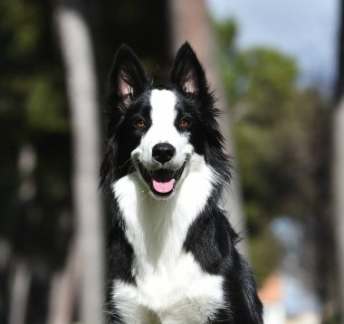 Border Collie köpeği baharda bahçede çimlerin üzerinde oturuyor.