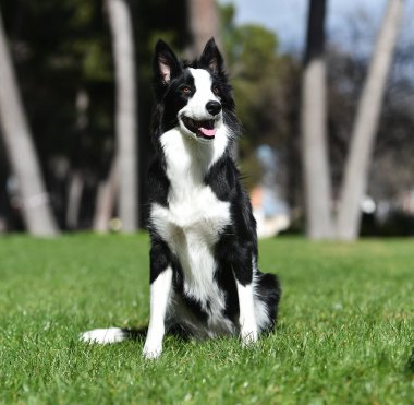 Border Collie köpeği baharda bahçede çimlerin üzerinde oturuyor.