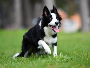 Border Collie köpeği baharda bahçede çimlerin üzerinde oturuyor.