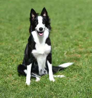 Border Collie köpeği baharda bahçede çimlerin üzerinde oturuyor.