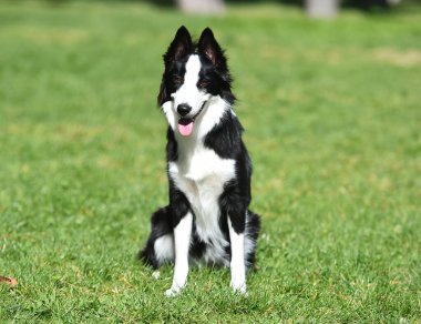 Border Collie köpeği baharda bahçede çimlerin üzerinde oturuyor.
