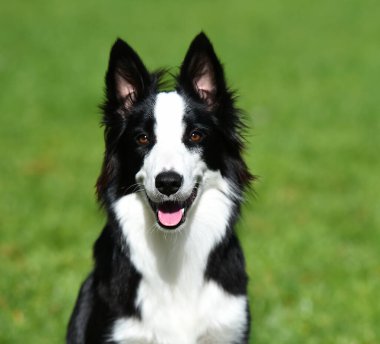 Border Collie köpeği baharda bahçede çimlerin üzerinde oturuyor.