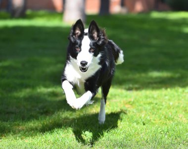 Border Collie köpeği baharda bahçede çimlerin üzerinde oturuyor.