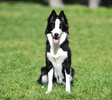 Border Collie köpeği baharda bahçede çimlerin üzerinde oturuyor.
