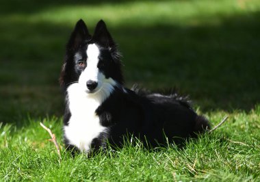 Border Collie köpeği baharda bahçede çimlerin üzerinde oturuyor.