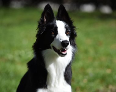 Border Collie köpeği baharda bahçede çimlerin üzerinde oturuyor.
