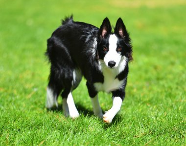 Border Collie köpeği baharda bahçede çimlerin üzerinde oturuyor.