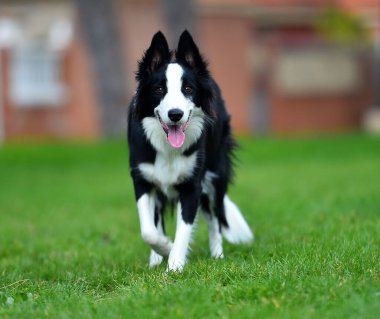 Border Collie köpeği baharda bahçede çimlerin üzerinde oturuyor.