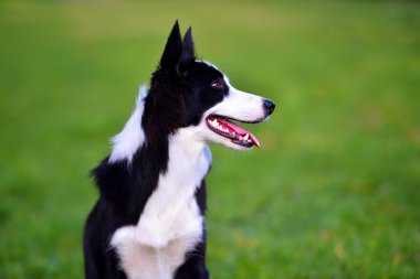 Border Collie köpeği baharda bahçede çimlerin üzerinde oturuyor.