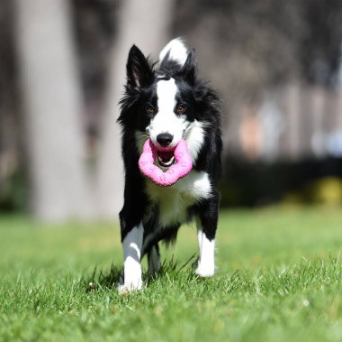 Border Collie köpeği baharda bahçede çimlerin üzerinde oturuyor.