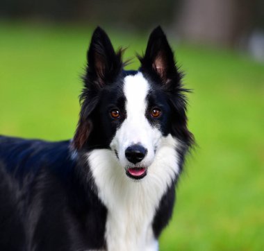 Border Collie köpeği baharda bahçede çimlerin üzerinde oturuyor.