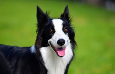 Border Collie köpeği baharda bahçede çimlerin üzerinde oturuyor.
