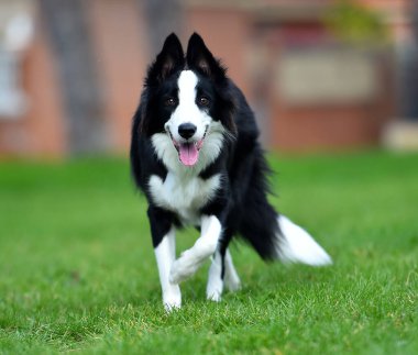 Border Collie köpeği baharda bahçede çimlerin üzerinde oturuyor.