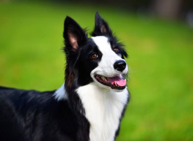 Border Collie köpeği baharda bahçede çimlerin üzerinde oturuyor.