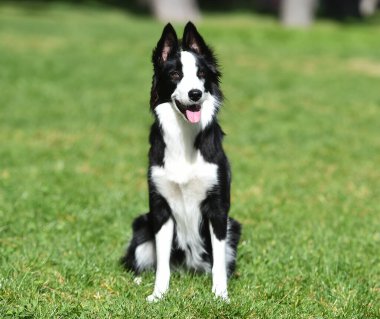 Border Collie köpeği baharda bahçede çimlerin üzerinde oturuyor.