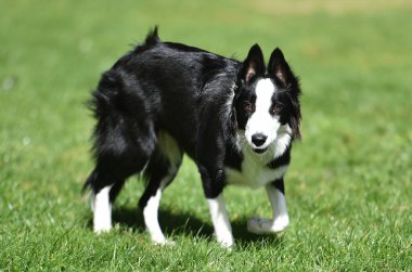 Border Collie köpeği baharda bahçede çimlerin üzerinde oturuyor.