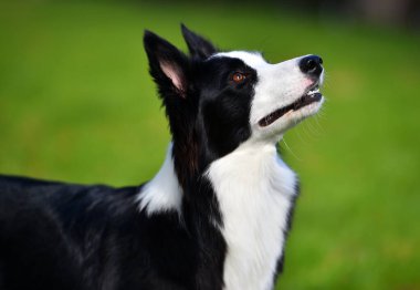 Border Collie köpeği baharda bahçede çimlerin üzerinde oturuyor.