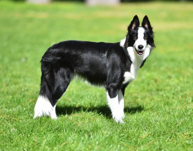 Border Collie köpeği baharda bahçede çimlerin üzerinde oturuyor.
