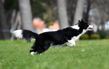 Border Collie köpeği baharda bahçede çimlerin üzerinde oturuyor.